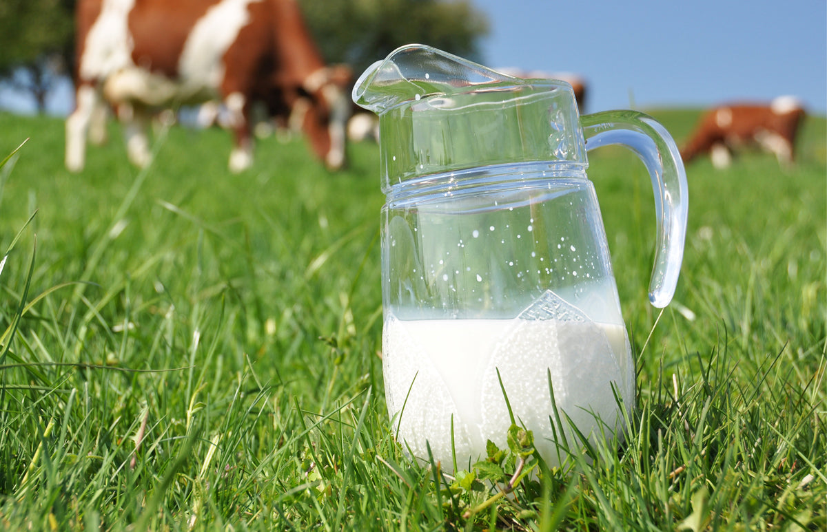 Le Lait des vaches d'Auchy la montagne